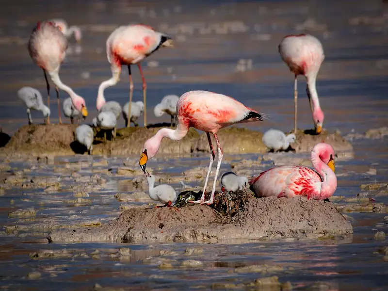 Flamencos en la cordillera de Fiambalá
